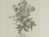 Pilz, Franz Johann. OEG 80 Jahre, 1903 - 1983