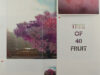 Aken, Sam Van. Tree of fruit.