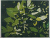 Liempt, Hans van. Topje Rhodo. HL03184.