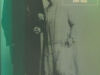 Herpen, Jan J. (ed.). De oude heer in Den Haag.