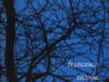Nicosia, Fransesco. Om een droom.